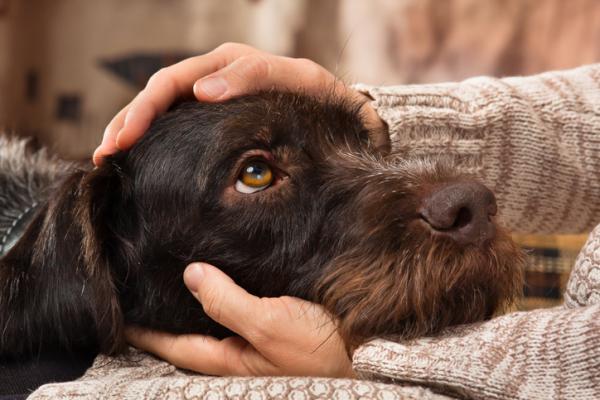 Depresjon hos hunder - symptomer, årsaker og behandling - Hvordan muntre opp en deprimert hund?