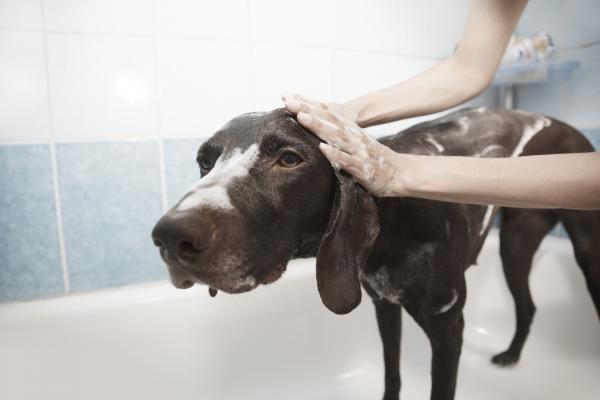 Hvor ofte må jeg bade hunden min?  - Dog Bath Myter