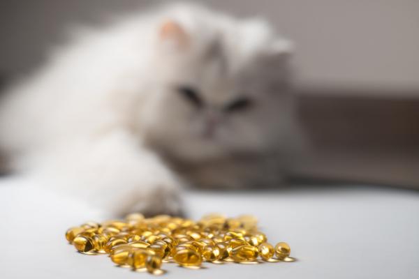 Omega 3 for katter - Dosering og hva det er til - Hvordan gi omega 3 til en katt?