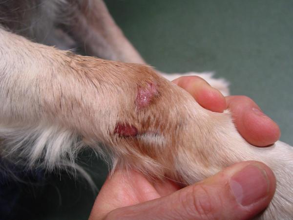 Acral Lick Dermatitt hos hunder - Symptomer på akral dermatitt