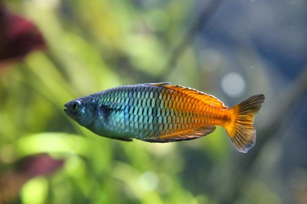 Rainbow Fish Care - Akvarievann