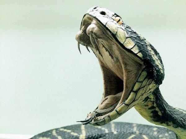Slangegenskaper - Hva er egenskapene til slanger?