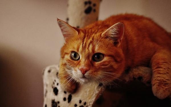Epilepsi hos katter - Symptomer, behandling og omsorg - Omsorg for en katt med epilepsi