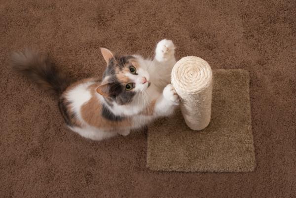Hvordan lære en katt å bruke skrapestolpen?  - Hvordan lære ham å bruke skrapen
