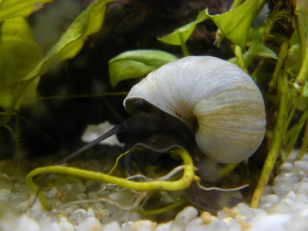 Dyr som rengjør akvariet - Snegler