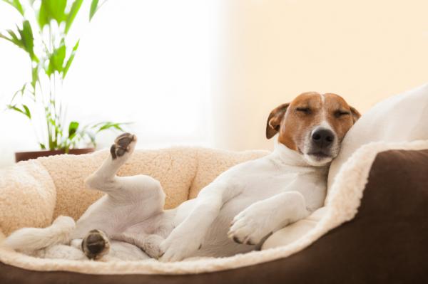 Homeopati for hunder med epilepsi - Hvordan virker homeopati mot epilepsi?