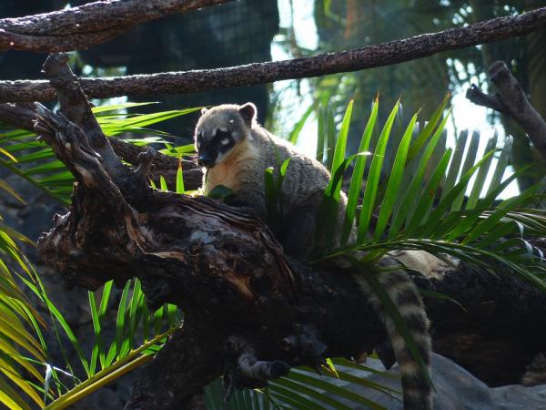 The Coati as a Pet - Captive Coati