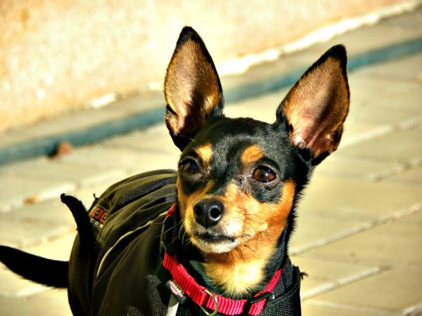 Pleie av hundehunder i Praha - Trening og gåing