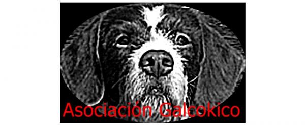 Hvor kan jeg adoptere en hund i Asturias - Galcokico Association