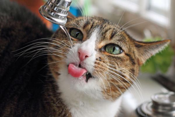 Hvordan fortelle om en katt er dehydrert - sjekk tannkjøttet