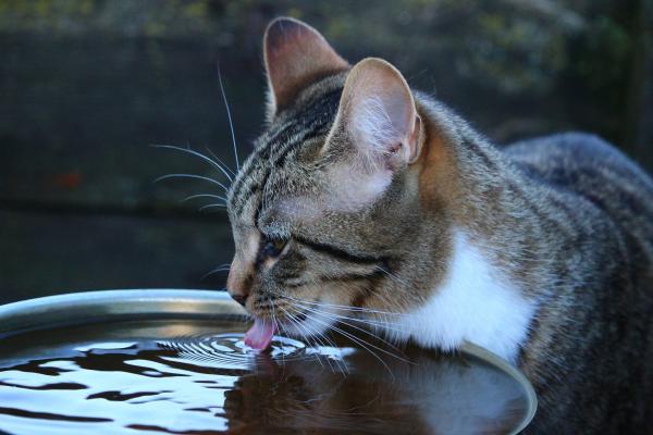 Hvordan fortelle om en katt er dehydrert - hva kan forårsake dehydrering?