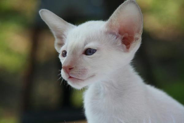 Omsorg for en Albino Cat - Albino Cat eller White Cat?