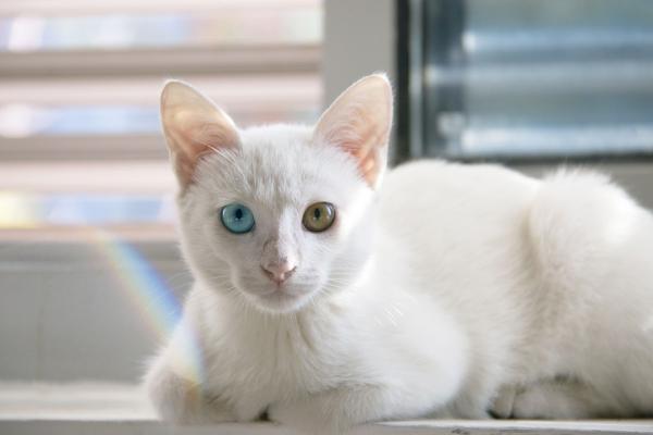 Omsorg for en albino katt - sykdommer relatert til albinisme