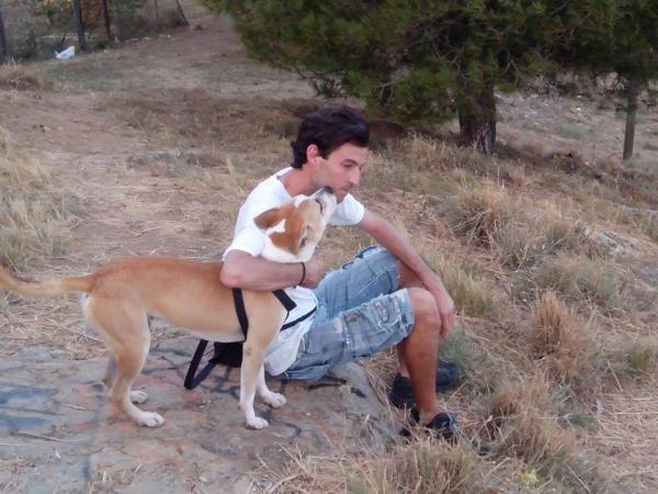 Adoptere en voksen hund - Tips for å adoptere en tilfluktshund