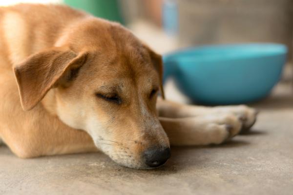 Vitamin B for hunder - dosering, fordeler og bruksområder - Hva er vitamin B for hunder bra for? 