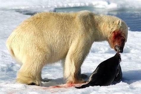 Fôring av isbjørn - Fôring av isbjørn
