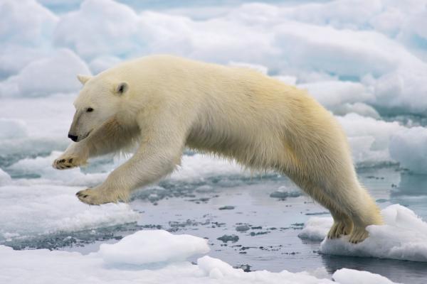Isbjørnfôring - Hvordan jakter isbjørner?