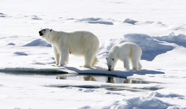 Fôringen av isbjørnen - kannibalisme
