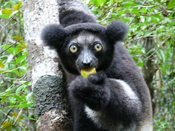 Dyr som begynner med I - 7. Shorttail Indri (Indri indri)