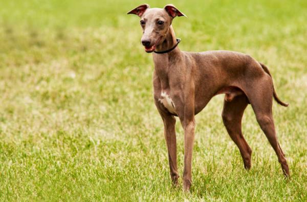 Alle Greyhound -raser - 6. Italiensk Greyhound