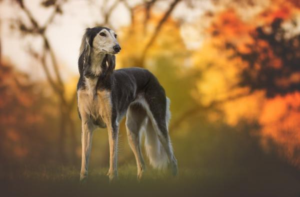 Alle Greyhound -raser - 8. Persisk Greyhound (Saluki)