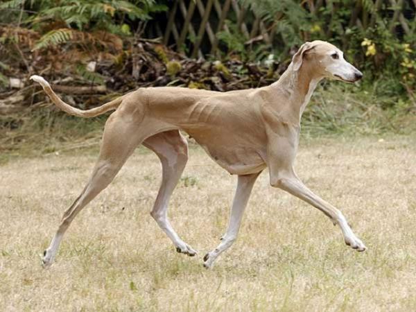 Alle raser av mynder - 3. Greyhound azawakh
