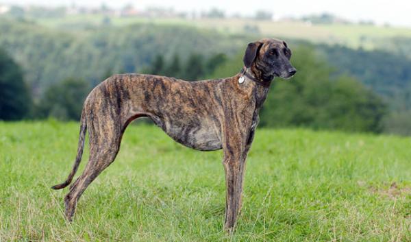 Alle Greyhound -raser - 2. Arabian Greyhound (Sloughi) 