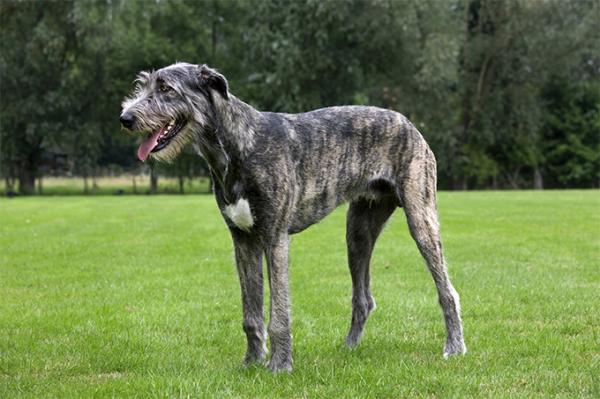 Alle Greyhound -raser - 11. Wolfhound (Irish Greyhound)