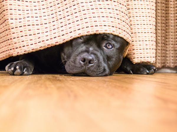 Angst hos hunder - symptomer og løsninger - hensyn til angst hos hunder