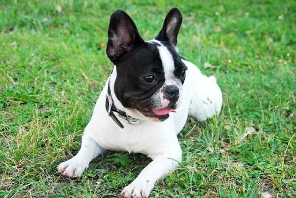 10 hunderaser utsatt for hoftedysplasi - 7. Fransk Bulldog