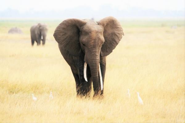 Elefantens kuriositeter - Nysgjerrigheter om hvilke typer elefanter som finnes