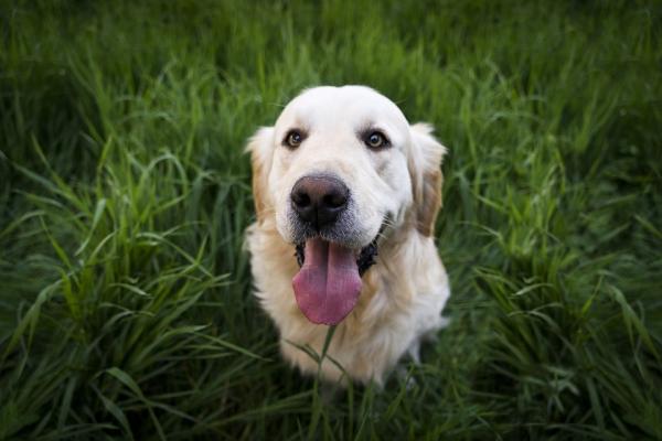 5 hunderaser som er kompatible med labradoren - Golden retriever