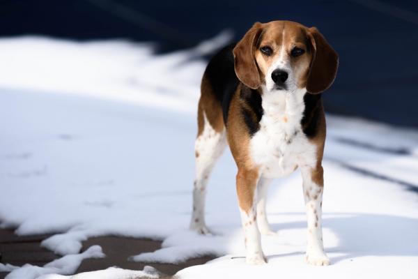 5 hunderaser som er kompatible med Labrador - Beagle