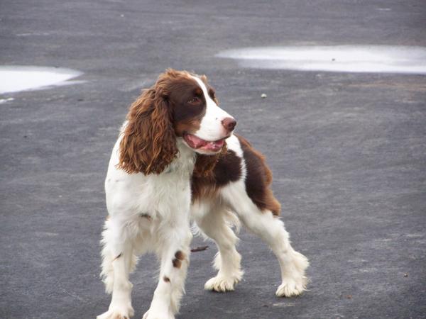 5 hunderaser som er kompatible med Labrador - English Springer Spaniel