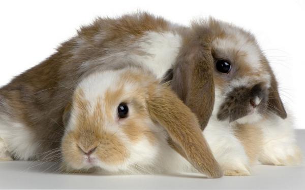 Belier kaninpleie - Belier kanin bør gå til veterinæren