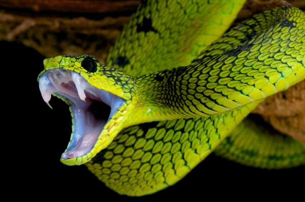Reptile egenskaper - Reptil fordøyelsessystem