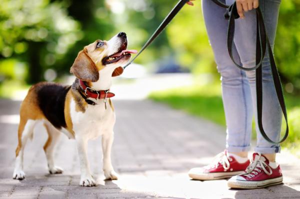 Sensorisk deprivasjonssyndrom hos hunder - årsaker og behandling - behandling av sensorisk deprivasjonssyndrom hos hunder