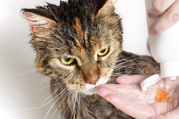 Kan en katt bade seg etter å ha vaksinert den?  - Kattebadet