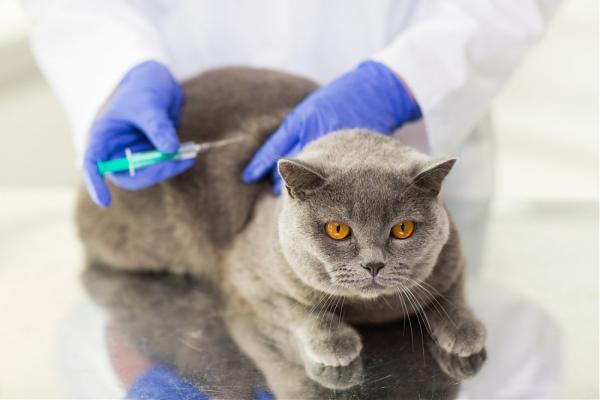 Kan en katt bade seg etter å ha vaksinert den?  - Vaksinasjon av katter