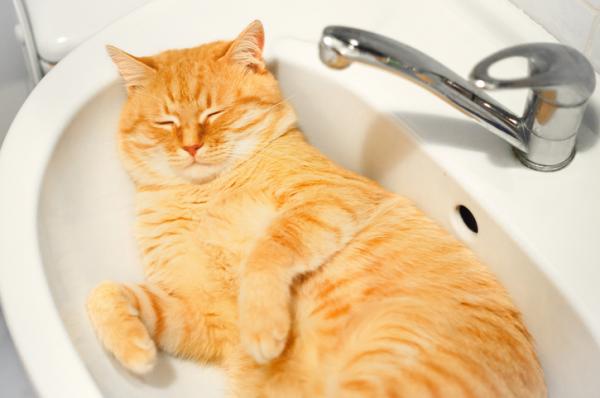 Kan en katt bade seg etter å ha vaksinert den?  - Bad og vaksinasjoner for katter