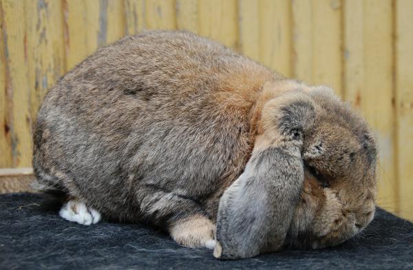 Kaniner med fedme - Deteksjon og kosthold - Påvisning av fedme hos kaniner
