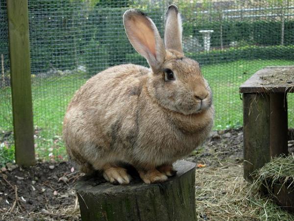 Kaniner med fedme - Deteksjon og kosthold - Trening