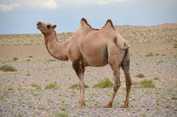 Hva spiser kameler?  - Fôring av kameler - Drikker kamelene lite vann?