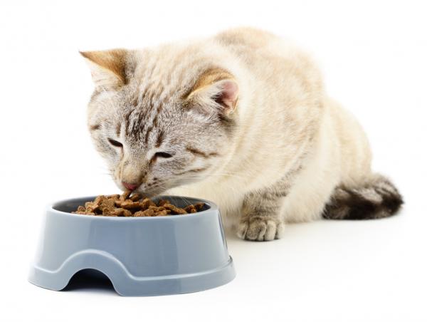 Hva skal jeg gjøre hvis katten min er stresset - Ta vare på kattens diett
