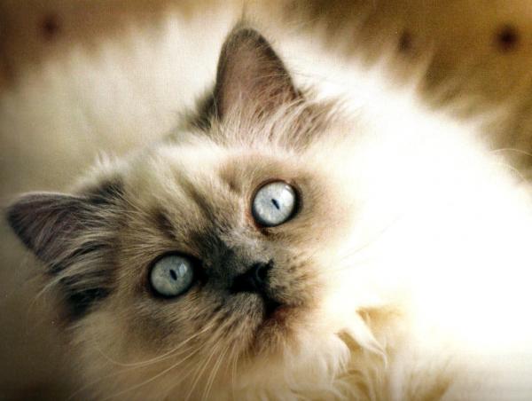 Himalaya Cat Care - Eye Care