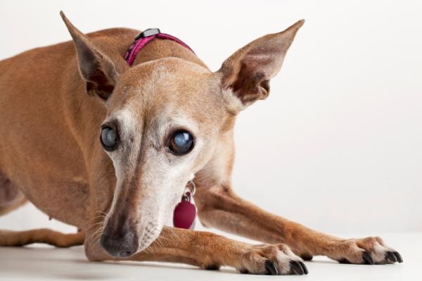 Progressiv retinalatrofi hos hunder - symptomer på APR