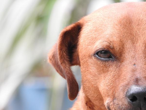 Progressiv retinalatrofi hos hunder - Hundens netthinne