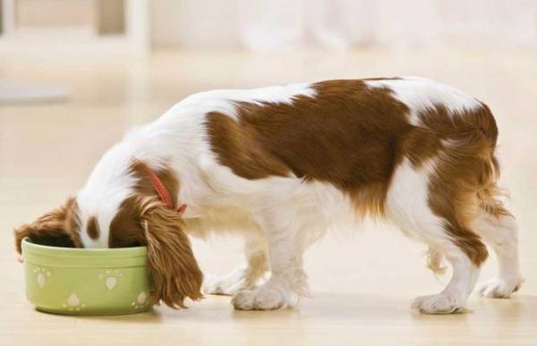 Tips for å styrke immunsystemet hos hunder - Kosthold som grunnlag for god helse