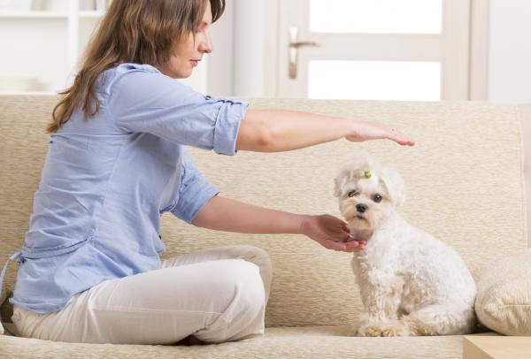 Tips for å styrke immunsystemet hos hunder - Styr hundens forsvar med naturlige metoder
