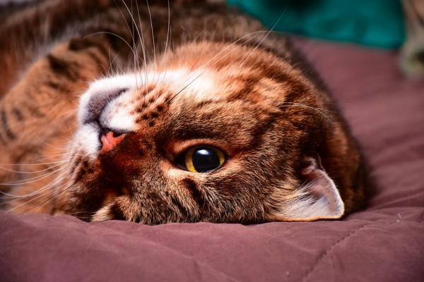 Anfall hos katter - årsaker og hva de skal gjøre - Hva er anfall?